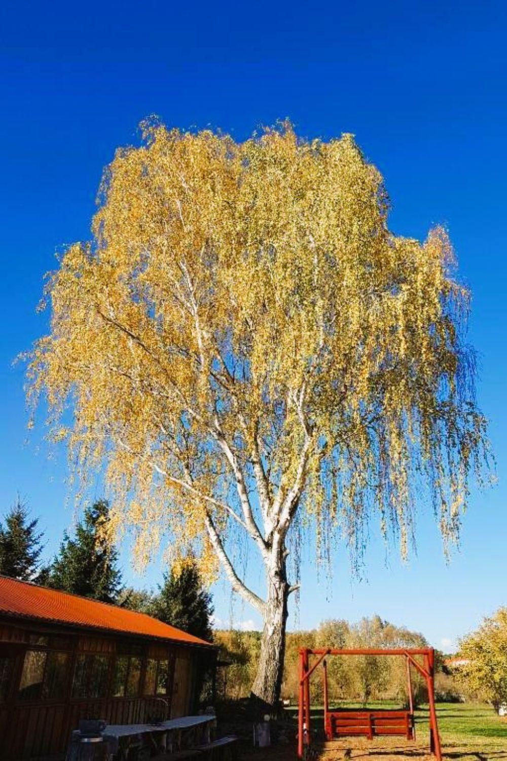 Olszyna Pod Brzoza Villa Luaran gambar