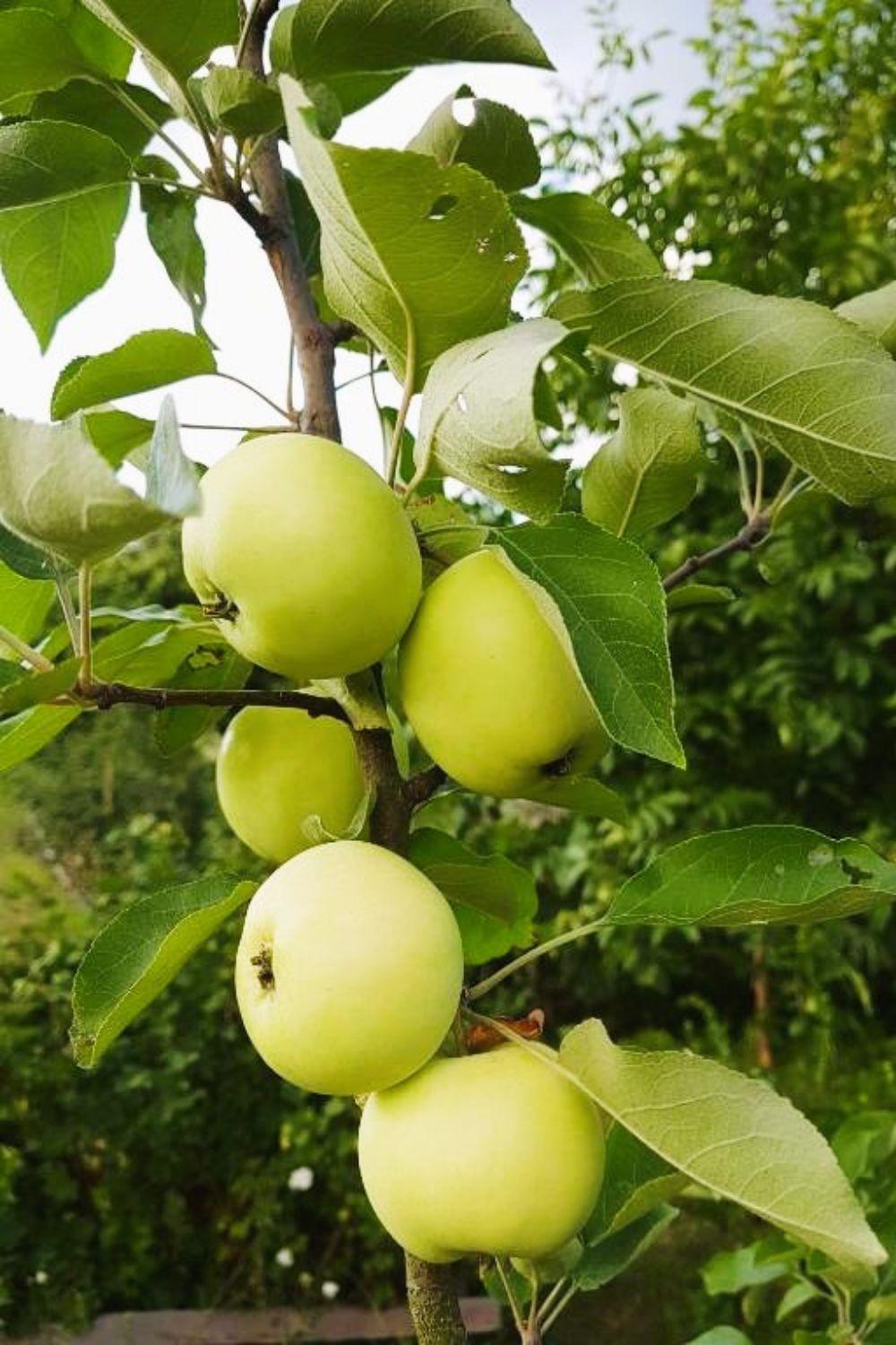 Olszyna Pod Brzoza Villa Luaran gambar